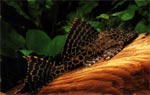 Leopardschilderwels